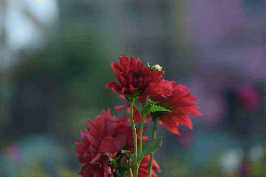 Seasonal market blooms